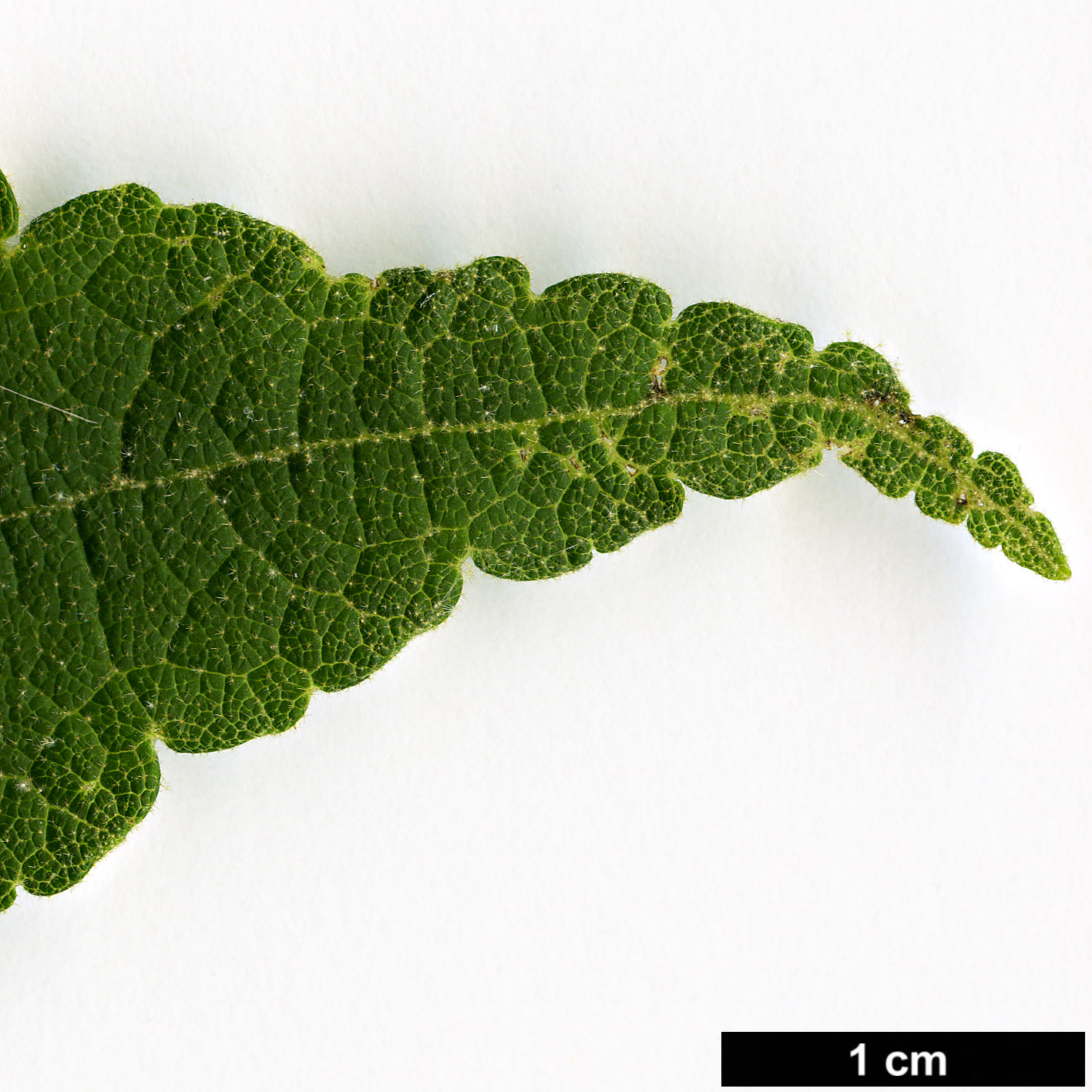 High resolution image: Family: Malvaceae - Genus: Abutilon - Taxon: vitifolium